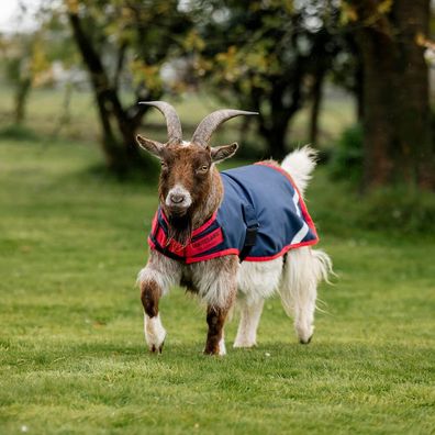 Horseware Goat Coat 200g