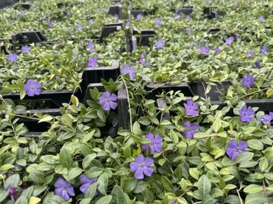 Kleines Immergrün violett lila, Vinca minor Bodendecker, Topf 9 cm