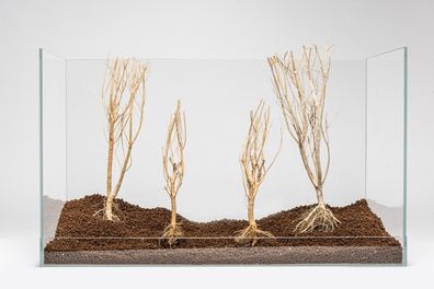 AquaDeco Slim Tree S 15–25 cm – natürliches Dekoholz für Aquascaping & Garnelen