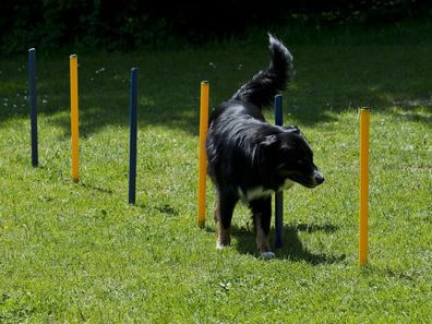 Hundetrainings-Set, Agility, Slalom, Hürde, Starter-Set / ohne Tunnel