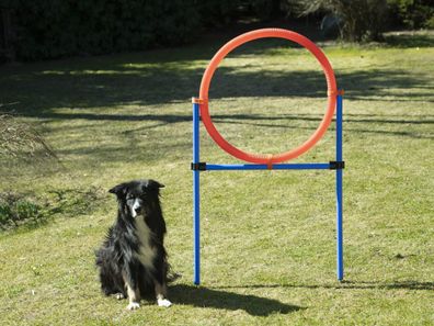 Sprungring für große Hunde, Agility-Set, Hundetraining