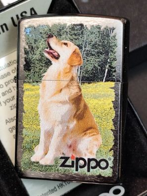 Zippo GOLDEN Retriever, Hund, Motivdruck, Chrom gebürstet, Lighter