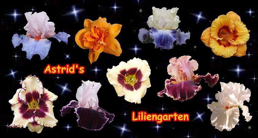 Astrid´s Liliengarten
