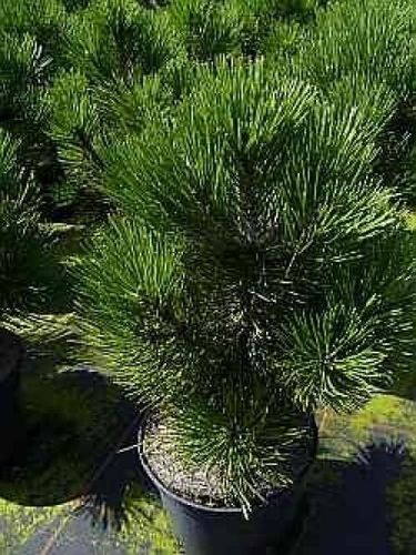 Pinus leucodermis Malinki 25-30cm Bosnische Zwergkiefer Malinki