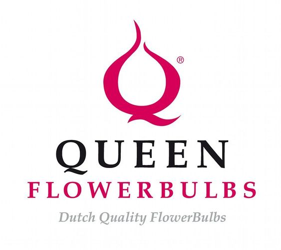 Queen Flowerbulbs
