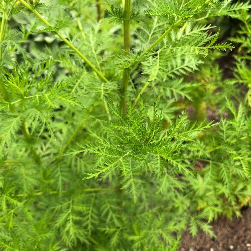 China-Beifuß Artemisia annua wichtige Heilpflanze in Malaria und Krebsforschung