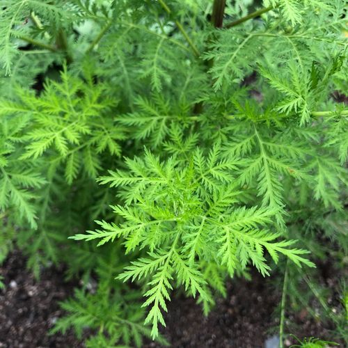 China-Beifuß Artemisia annua wichtige Heilpflanze in Malaria und Krebsforschung