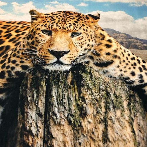 ESPiCO Wende Bettwäsche Sleep and Dream Leopard Fels Wildkatze Raubtier Renforcé 
