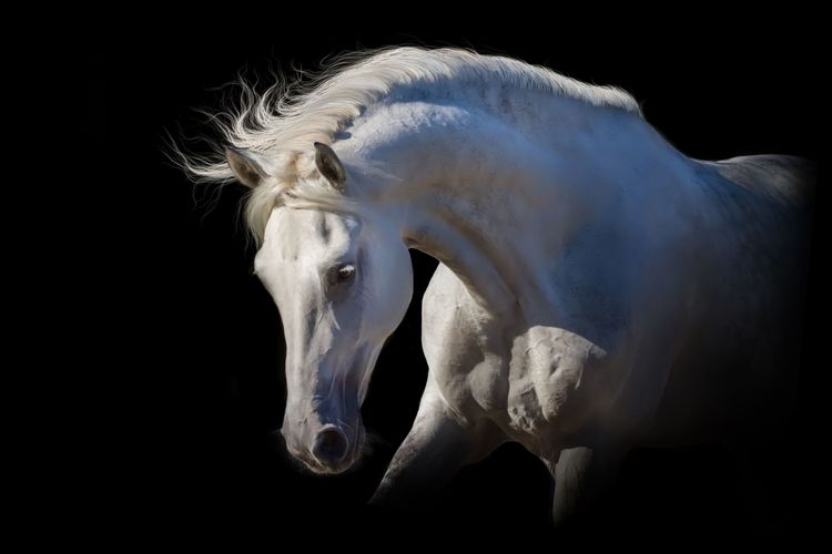 VLIES Fototapete-PFERDE- -Pony Pferd Natur Deko Kinder-Wand Tapete Tiere 338V 