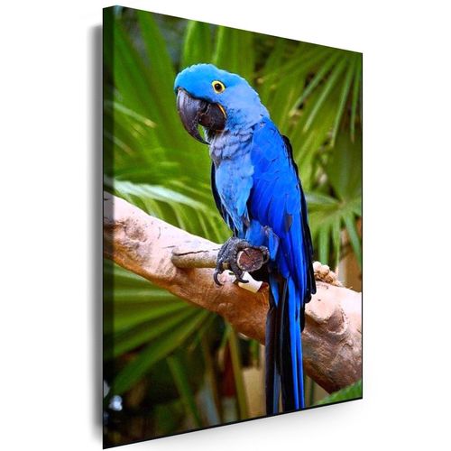 Bild Papagei Ara Bilder auf Leinwand Vogel Wandbild