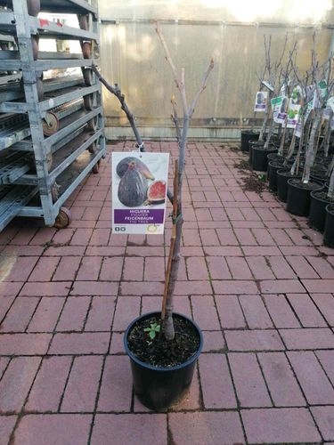 Obstbaum 160 cm Winterhart echte Feige Feigenbaum- Ficus carica Verdal ca
