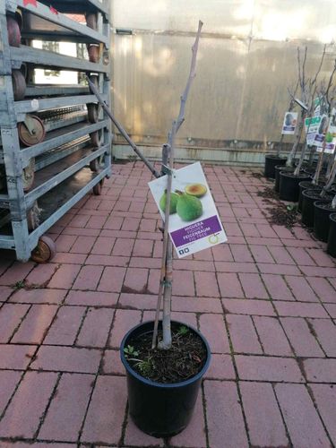 Obstbaum 160 cm Winterhart echte Feige Feigenbaum- Ficus carica Verdal ca