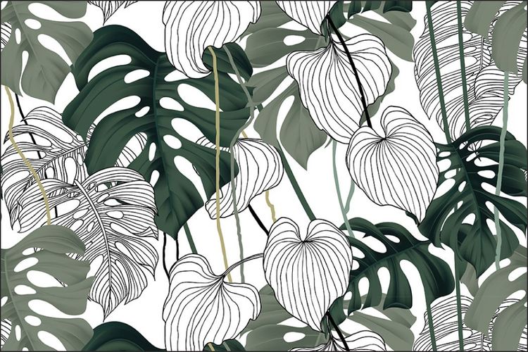 philodendron dubia Monstera dubia main image 0