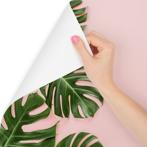 philodendron standleyana cobra Monstera Standleyana Yellow Variegated  Aroidasia