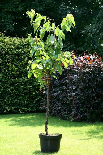 Süßkirsche Prunus avium 'Lapins' Buschbaum 150 cm im Container 