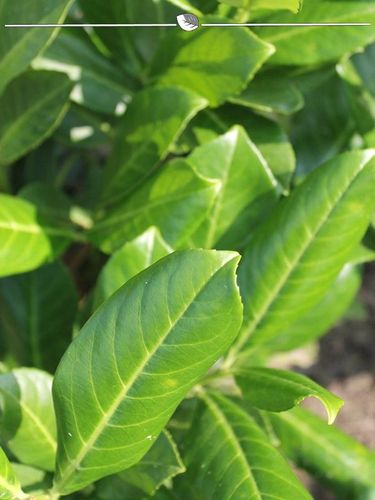 Kirschlorbeer Prunus Novita 100-120 cm, 30x Heckenpflanze (Gr. 100-120)  kaufen bei Hood.de