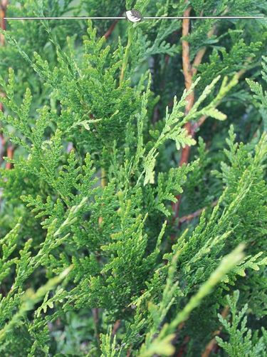 Lebensbaum Thuja plicata Martin 200-225 cm, 18x Heckenpflanze (Gr. 200-225)  kaufen bei Hood.de