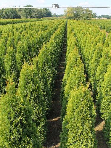 Lebensbaum Thuja Smaragd 100-120 cm, 7x Heckenpflanze (Gr. 100-120) kaufen  bei Hood.de