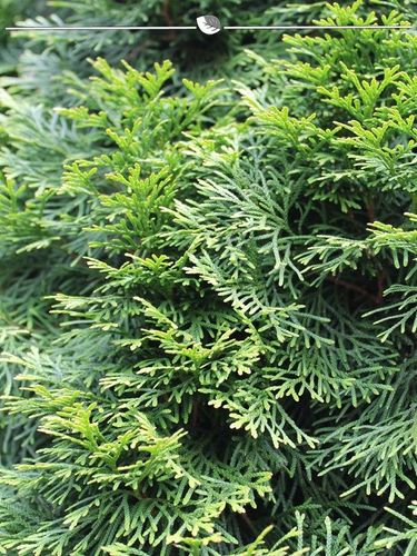 Lebensbaum Thuja Smaragd 100-120 cm, 7x Heckenpflanze (Gr. 100-120) kaufen  bei Hood.de