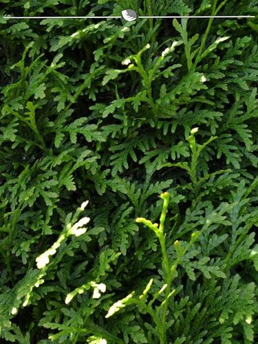 Lebensbaum Thuja Brabant 100-120 cm im Topf, 8x Heckenpflanze (Gr. 100-120)  kaufen bei Hood.de