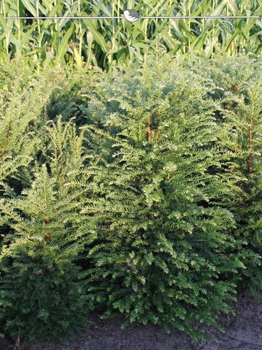 kaktus plastik deko Kaktus Dekoration aus Papier – PAPURISM