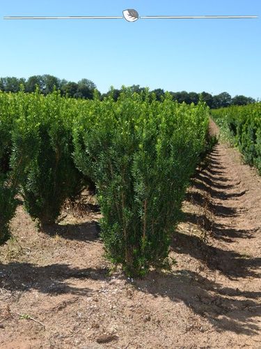 Nicht-Fruchtende Bechereibe Taxus media Hillii 80-100 cm im Topf, 20x  Heckenpflanze kaufen bei Hood.de
