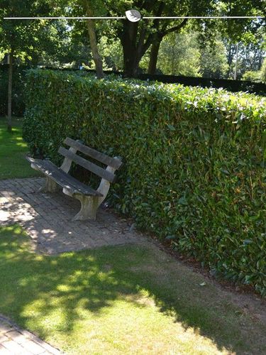 Kirschlorbeer Prunus Herbergii 100-120 cm im Topf, 7x Heckenpflanze (Gr. 100 -120) kaufen bei Hood.de