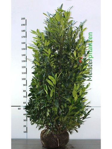 philodendron melanochrysum light Philodendron melanochrysum variegata 