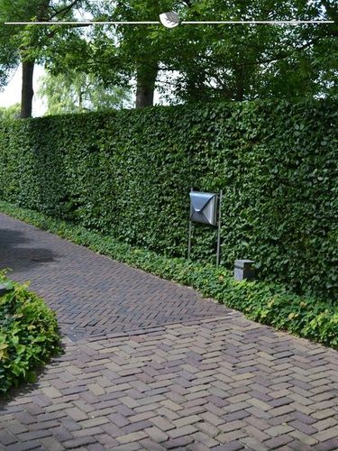Rotbuche Fagus sylvatica 100-125 cm im Topf, 20x Heckenpflanze (Gr. 100-125)  kaufen bei Hood.de