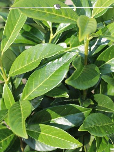 monstera winterhart Monstera deliciosa XXL | Online kaufen main image 1
