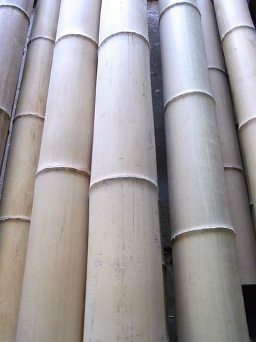 Bambusrohr Bambusstange Bambushalm Bambus Bambusrohr 1x 3-4 cm x 2 m 