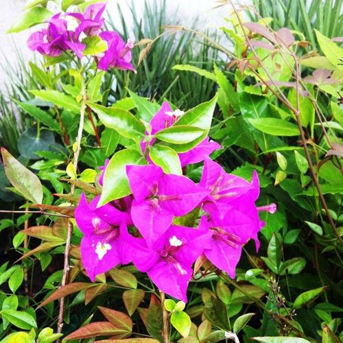 Bougainvillea glabra Pflanze lila Drillingsblume -50 kaufen bei 