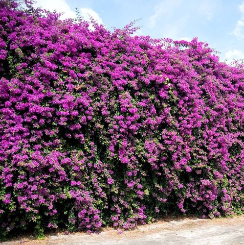 Bougainvillea glabra Pflanze lila Drillingsblume -50 kaufen bei 