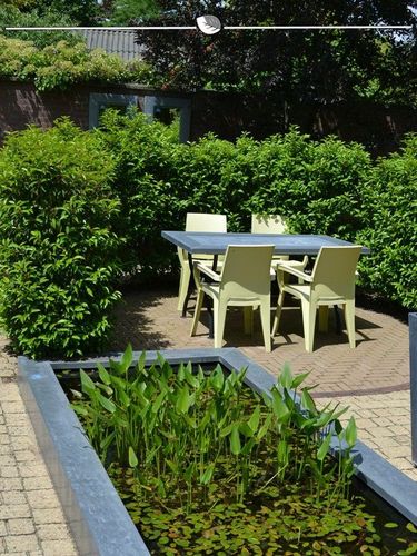 Portugiesischer Kirschlorbeer Prunus Angustifolia 140-160 cm, 12x  Heckenpflanze kaufen bei Hood.de
