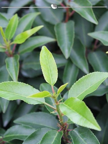 Portugiesischer Kirschlorbeer Prunus Angustifolia 140-160 cm, 12x  Heckenpflanze kaufen bei Hood.de