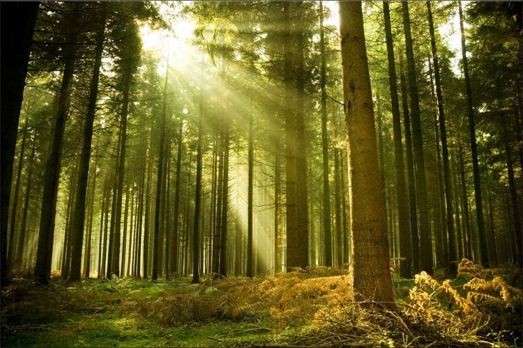 Muralo VINYL Fototapete XXL TAPETE Wald Bume Sonne Farn Natur 1306 kaufen  bei Hood.de