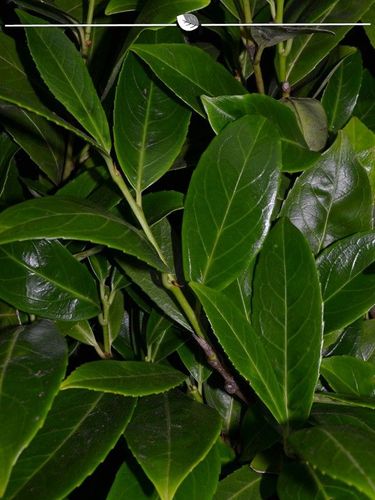 Kirschlorbeer Prunus Caucasica 40-60 cm, 20x Heckenpflanze (Gr. 40-60)  kaufen bei Hood.de