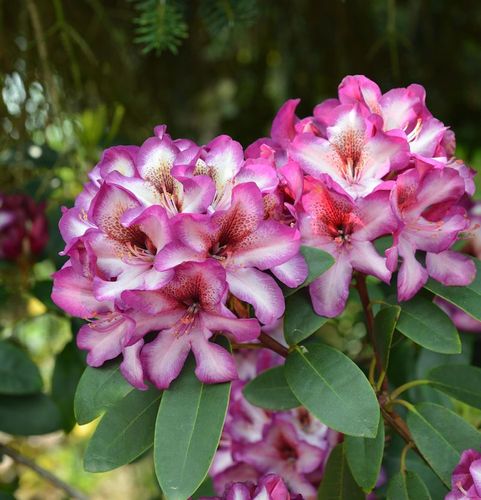 Alpenrose Großblumige Rhododendron Bismarck 30-40cm 