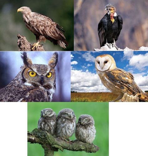 3 D Ansichtskarte Adler Eule Postkarte Wackelkarte Hologrammkarte Waldtiere Tier 