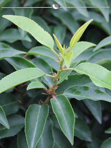 Portugiesischer Kirschlorbeer Prunus Angustifolia 180-200 cm im Topf, 12x  kaufen bei Hood.de