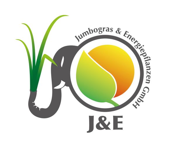 Jumbogras Energiepflanzen