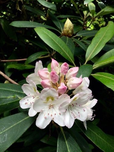 Riesen - Rhododendron maximum - Great laurel 25+ Samen - Seeds - Graines W  150 kaufen bei Hood.de