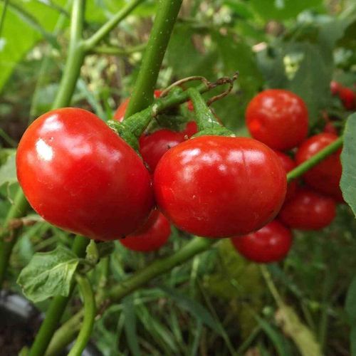 Menschenfressertomate - Cannibal´s Tomato - Solanum uporo - 5  Samen So ...