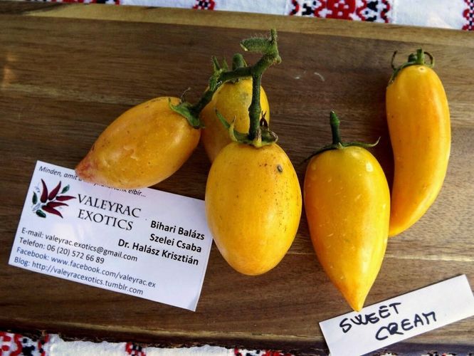 Sweet Cream Tomate - Tomato 5+ Samen - Saatgut - Seeds - Gemsesamen P 260  kaufen bei Hood.de
