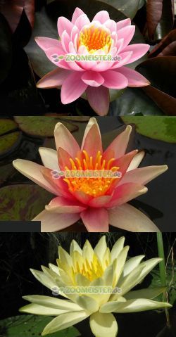 Seerosen-Set rosa / orange / gelb 3 Stück winterhart