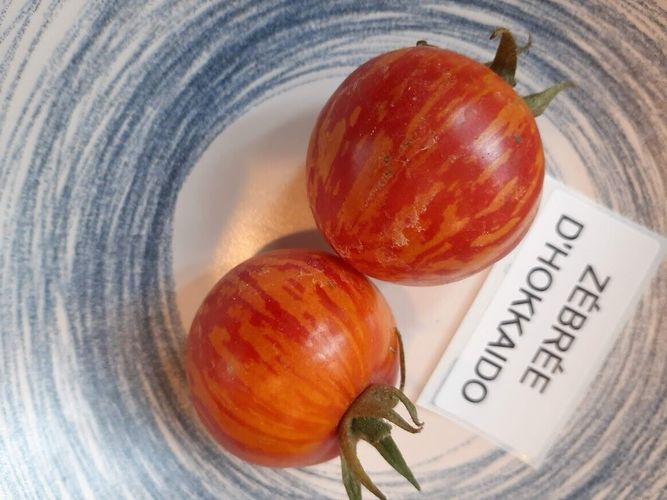 Zebre dHokkaido Tomate - Tomato aus Japan - 5+ Samen - Saatgut - Seeds P  352 kaufen bei Hood.de