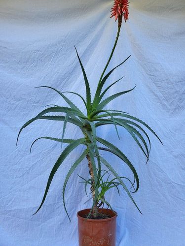 Aloe arborescens im 24 cm Topf kaufen bei Hood.de