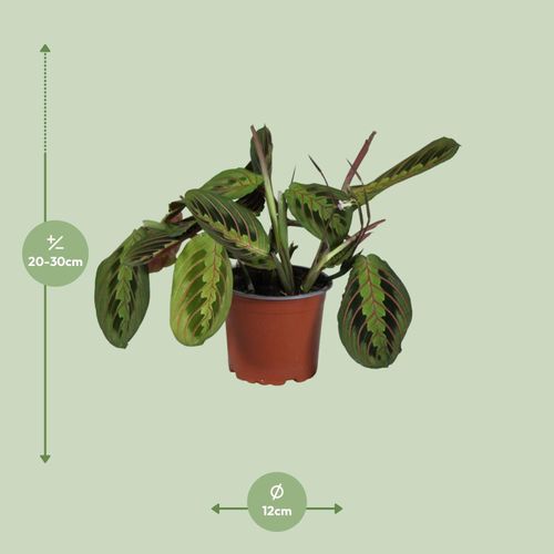 Maranta Leuconeura Fascinator - 12cm - 30cm - Zimmerpflanze - Immergrn