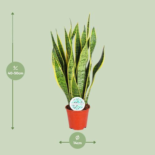 Sansevieria trifasciata Laurentii - 14cm - 40-50cm - Zimmerpflanze -  Immergrn kaufen bei Hood.de