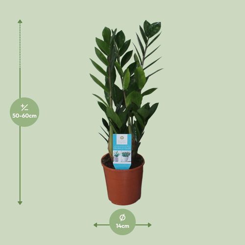 Zamioculcas Zamiifolia - 14cm - 45-55cm - Zimmerpflanze - Immergrn kaufen  bei Hood.de